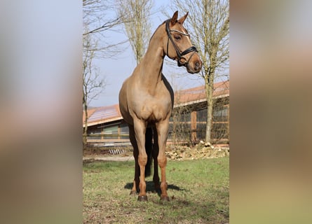 Westfaal, Ruin, 13 Jaar, 168 cm, Donkere-vos