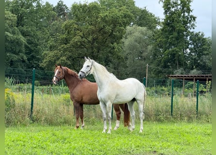 Westfaal, Ruin, 13 Jaar, 172 cm, Schimmel