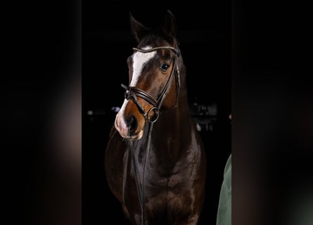 Westfaal, Ruin, 13 Jaar, Bruin