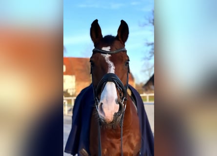 Westfaal, Ruin, 14 Jaar, 165 cm, Bruin