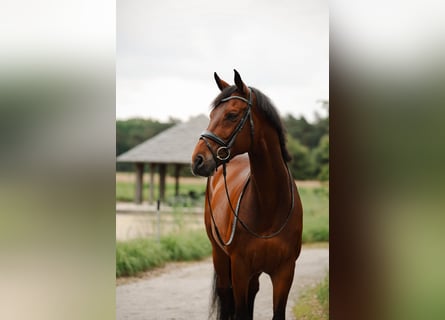 Westfaal, Ruin, 14 Jaar, 168 cm, Bruin