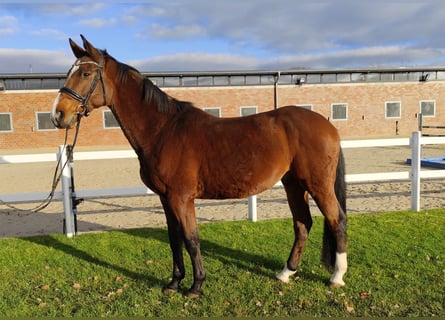 Westfaal, Ruin, 14 Jaar, 170 cm, Bruin