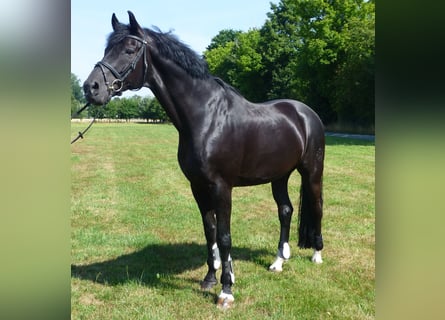 Westfaal, Ruin, 15 Jaar, 175 cm, Zwartbruin