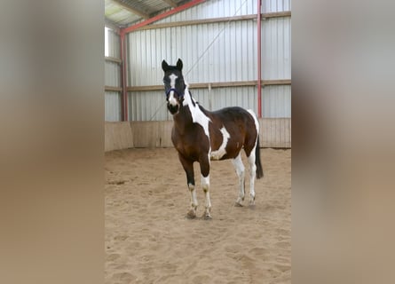 Westfaal, Ruin, 16 Jaar, 170 cm, Gevlekt-paard