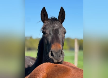Westfaal, Ruin, 2 Jaar, Donkerbruin