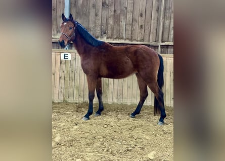 Westfaal, Ruin, 3 Jaar, 163 cm, Bruin