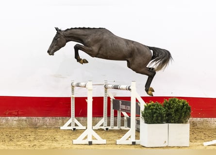 Westfaal, Ruin, 3 Jaar, 163 cm