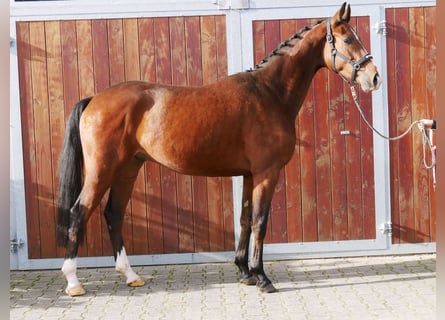 Westfale, Wallach, 3 Jahre, 164 cm, Brauner