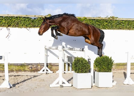 Westfaal, Ruin, 3 Jaar, 164 cm, Bruin