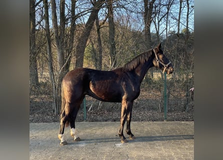 Westfaal, Ruin, 3 Jaar, 164 cm, Donkerbruin