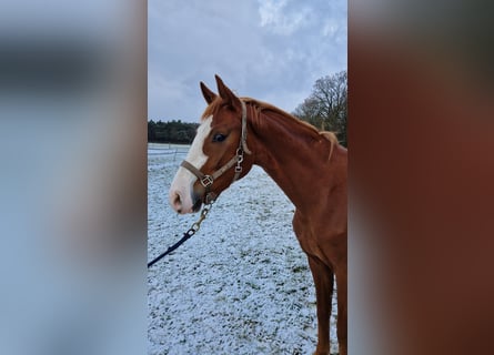 Westfaal, Ruin, 3 Jaar, 164 cm, Vos