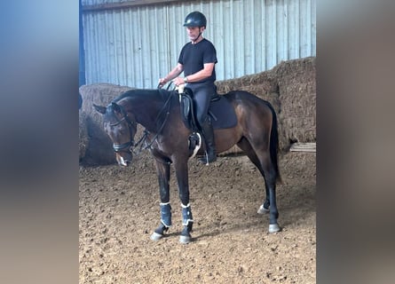 Westfaal, Ruin, 3 Jaar, 165 cm, Donkerbruin