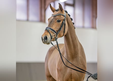 Westfaal, Ruin, 3 Jaar, 166 cm, Bruin