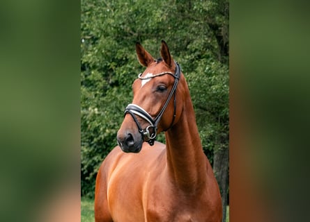 Westfaal, Ruin, 3 Jaar, 170 cm, Brauner