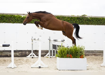 Westfaal, Ruin, 3 Jaar, 170 cm, Bruin