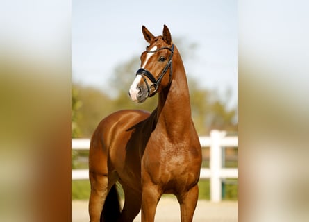 Westfaal, Ruin, 3 Jaar, 170 cm, Vos