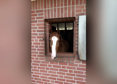 Westfaal, Ruin, 3 Jaar, 171 cm, Vos