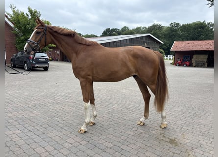 Westfaal, Ruin, 3 Jaar, 172 cm, Vos