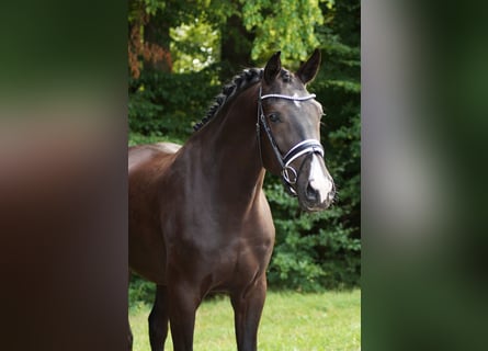 Westfaal, Ruin, 3 Jaar, 174 cm, Zwart