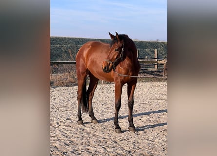 Westfaal, Ruin, 3 Jaar