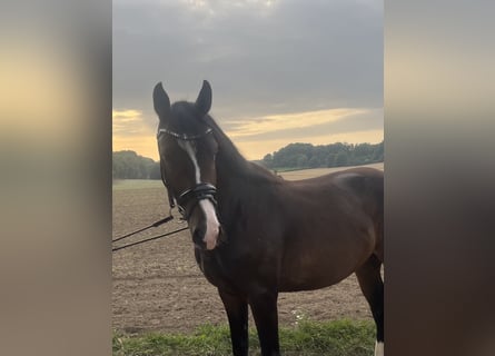 Westfaal, Ruin, 4 Jaar, 161 cm, Donkerbruin