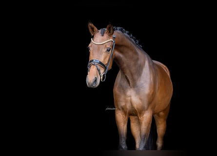Westfaal, Ruin, 4 Jaar, 163 cm, Donkerbruin