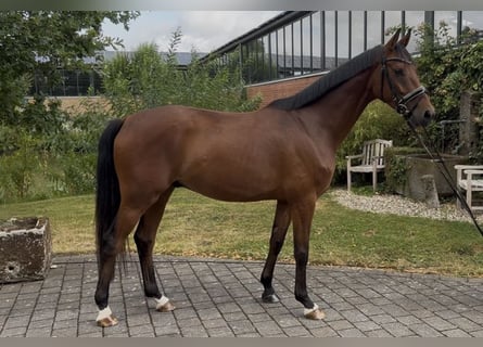Westfaal, Ruin, 4 Jaar, 165 cm, Bruin