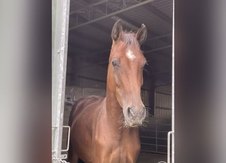 Westfaal, Ruin, 4 Jaar, 166 cm, Bruin