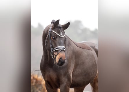 Westfaal, Ruin, 4 Jaar, 166 cm, Donkerbruin