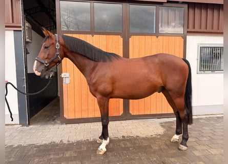 Westfaal, Ruin, 4 Jaar, 166 cm, Donkerbruin