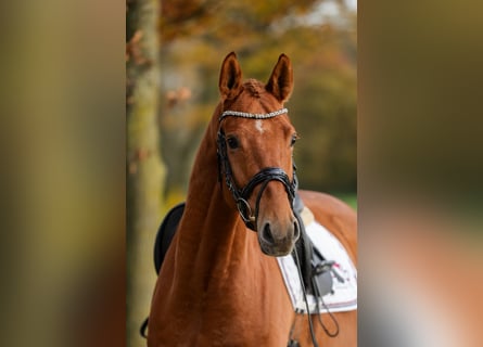 Westfaal, Ruin, 4 Jaar, 166 cm, Vos