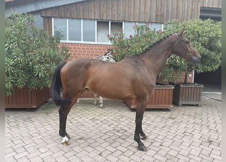 Westfaal, Ruin, 4 Jaar, 167 cm, Bruin