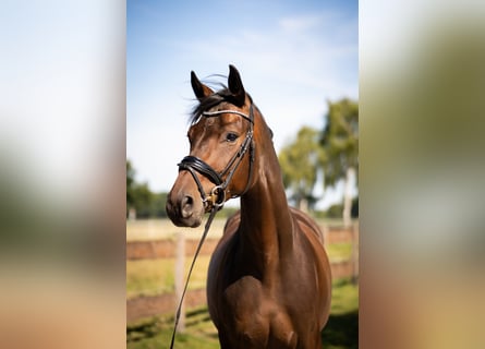 Westfaal, Ruin, 4 Jaar, 167 cm, Donkerbruin