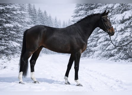 Westfaal, Ruin, 4 Jaar, 167 cm, Donkerbruin