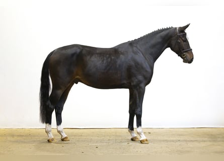 Westfaal, Ruin, 4 Jaar, 167 cm, Donkerbruin Westfaal, Ruin, 4 Jaar, 167 cm, Donkerbruin