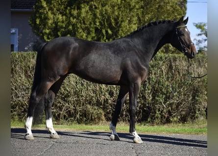 Westfaal, Ruin, 4 Jaar, 167 cm, Zwartbruin
