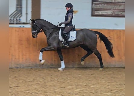 Westfaal, Ruin, 4 Jaar, 169 cm, Donkerbruin