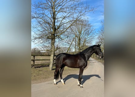 Westfaal, Ruin, 4 Jaar, 169 cm, Zwart