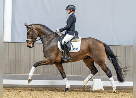 Westfaal, Ruin, 4 Jaar, 170 cm, Bruin