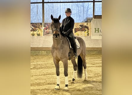 Westfaal, Ruin, 4 Jaar, 171 cm, Bruin