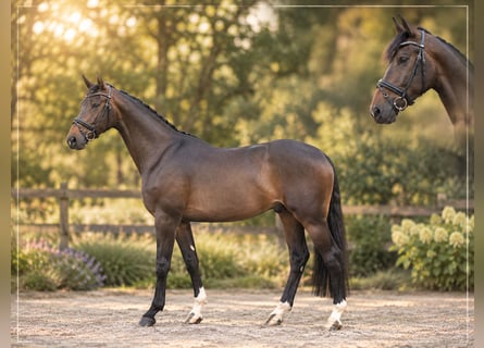Westfaal, Ruin, 4 Jaar, 171 cm, Bruin