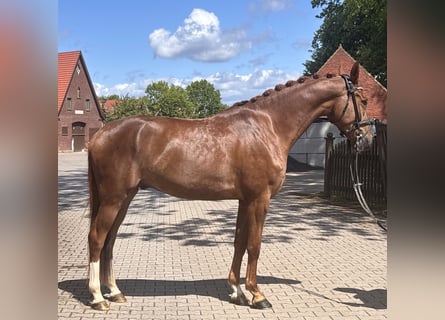 Westfaal, Ruin, 4 Jaar, 171 cm, Vos
