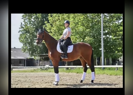 Westfaal, Ruin, 4 Jaar, 172 cm, Bruin