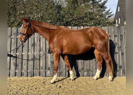 Westfaal, Ruin, 4 Jaar, 173 cm, Vos