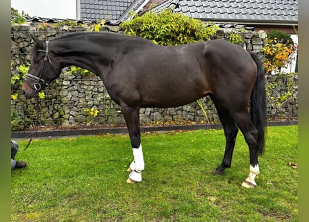 Westfaal, Ruin, 4 Jaar, 174 cm, Donkerbruin