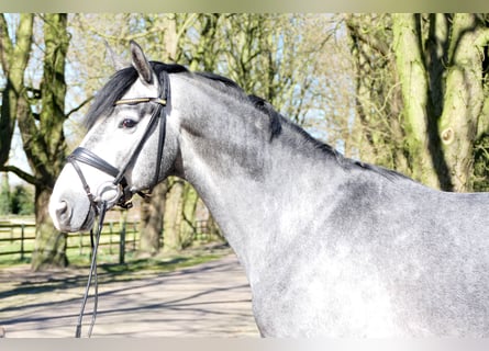 Westfaal, Ruin, 4 Jaar, 174 cm, Schimmel