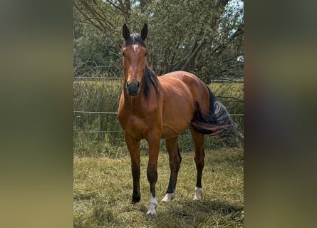 Westfaal, Ruin, 4 Jaar, 176 cm, Bruin