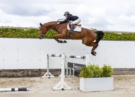 Westfaal, Ruin, 4 Jaar, 176 cm, Bruin