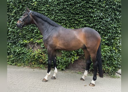 Westfaal, Ruin, 4 Jaar, 177 cm, Bruin