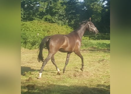 Westfaal, Ruin, 4 Jaar, 178 cm, Zwartbruin